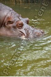 Hippo # 2